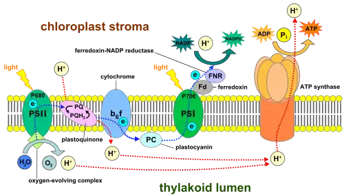 The light reactions of photosynthesis take place across the thylakoid membranes.