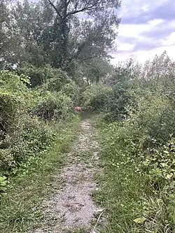 A trail with trees on either side, deer are in the background