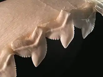 Tiger shark teeth are oblique and serrated to saw through flesh