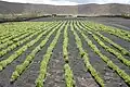 Agricultural fields in the Caldera de Cuchillo