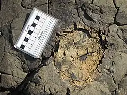 Fossil tree stump with growth rings