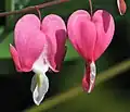 Asian bleeding-heart (Lamprocapnos spectabilis or Dicentra spectabilis)