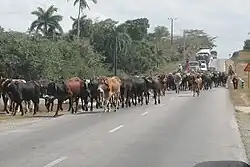 Traffic jam on Carretera