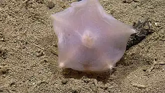 Hymenaster sp., Pterasteridae