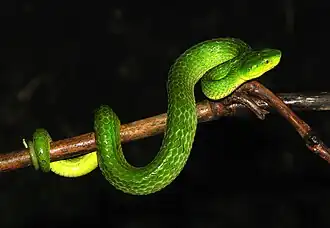 Lateral view
