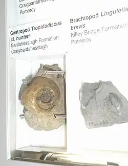 Lingulella brevis (right)