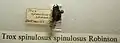 Trox spinulosus spinulosus