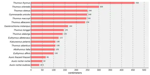 Bar chart that states Thunnus thynnus is the largest tuna, at 458 centimetres (180 in) followed by Thunnus orientalis at 300 centimetres (120 in), Thunnus obsesus at 250 centimetres (98 in), Gymnosarda unicolor at 248 centimetres (98 in), Thunnus maccoyii at 245 centimetres (96 in), Thunnus albacares at 239 centimetres (94 in), Gasterochisma melampus at 164 centimetres (65 in), Thunnus tonggol at 145 centimetres (57 in), Thunnus alalunga at 140 centimetres (55 in), Euthynnus alletteratus at 122 centimetres (48 in), Katsuwonus pelamis at 108 centimetres (43 in), Thunnus atlanticus at 108 centimetres (43 in), Allothunnus fallai at 105 centimetres (41 in), Euthynnus affinis at 100 centimetres (39 in), Auxis thazard thazard at 65 centimetres (26 in),Auxis rochei rochei at 50 centimetres (20 in), and Auxis rochei eudorax at 36.5 centimetres (14.4 in)