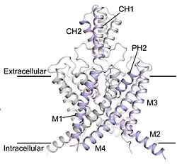 Ribbon structure of homodimeric two-pore potassium channel K2P13 (THIK-1). Subunits are colored in gray and purple. Transmembrane helices M1-M4, pore helix PH2 (PH1 not shown), and cap helices CH1-CH2 are labeled. Horizontal black lines represent the cell membrane, with extracellular and intracellular regions labeled.