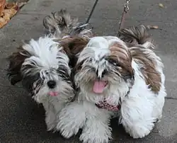 Image 32Two Shih Tzu puppies (from Puppy)