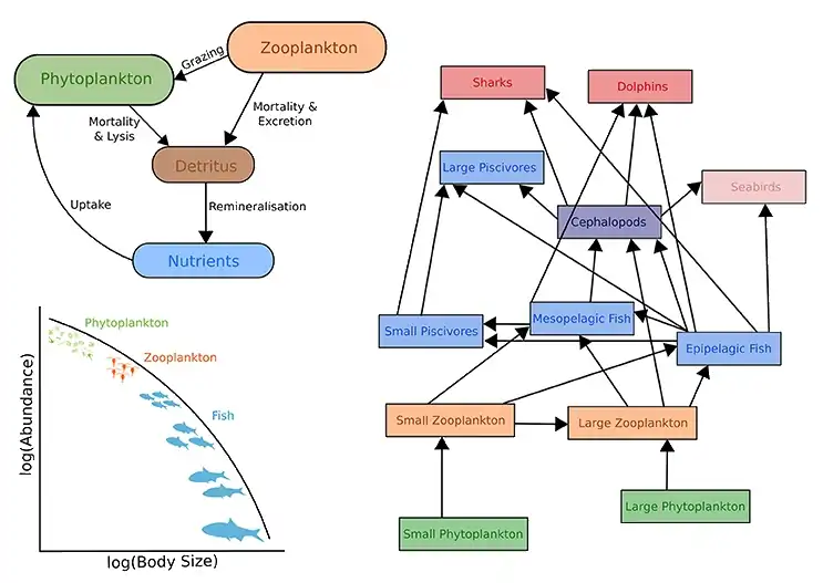 Upper left: Biogeochemical models &nbsp;&nbsp;&nbsp;&nbsp;&nbsp;&nbsp;&nbsp;&nbsp;&nbsp;&nbsp;&nbsp;&nbsp;&nbsp;&nbsp;&nbsp;&nbsp;&nbsp;&nbsp;&nbsp;&nbsp;&nbsp;&nbsp; Right: Ecosystem models&nbsp;&nbsp;&nbsp;&nbsp;&nbsp; Lower left: Size-spectra modelsThese models also have temporal and spatial components.