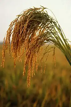American long-grain rice plants