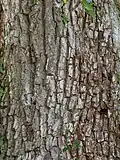 Bark of Stapleford elm, UK