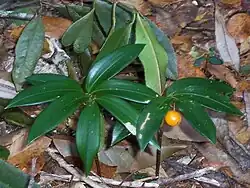 Drymophila moorei, an understorey plant at Mount Banda Banda