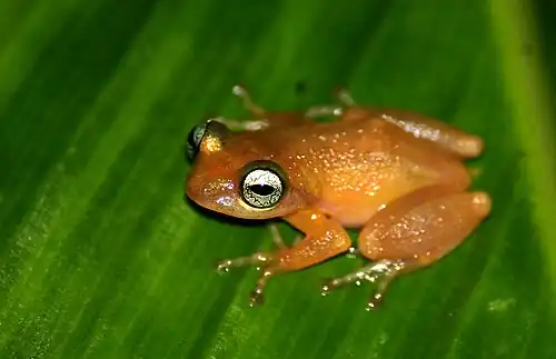 Lateral view