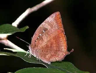 Ventral view