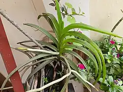Vanda tessellata plant in a bamboo pot