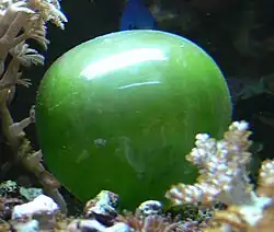 This unicellular bubble algae lives in tidal zones. It can have a 4 cm (1.6 in) diameter.[67]