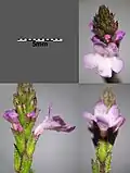 Flowers and pubescent calyces viewed from different angles with 5mm scale