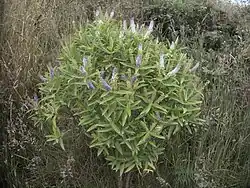 Many plants with small purple and white flowers