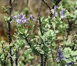 Flowering Veronica pimeleoides faucicola growing in its native range at Butchers Dam, Central Otago. This is a wild variant of the plant, rather than a cultivar.