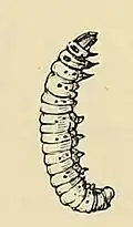 Illustration of larva of Vitula edmandsii edmandsii