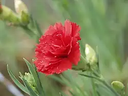 National Flower: Carnation