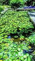 Water lilies in Nairobi, Kenya
