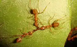 Ants collaborating to dismember an intruding ant