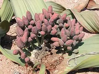 Female cones