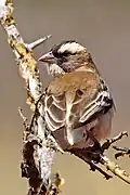 female P. m. mahali Tswalu Kalahari Reserve, South Africa