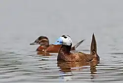White-headed duck (Oxyura leucocephala). Relative of the maccoa duck.
