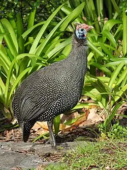 Guineafowl