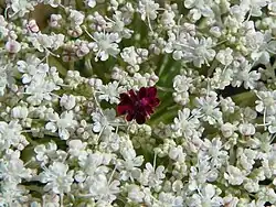 Many umbels have a pink, red, or purple floret in the centre.