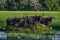 Wild water buffalo