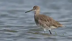 Foster City, California. September 2017.
