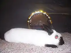 FOR COMPARISONHimalayan rabbit(Note the "cylindrical" body type)