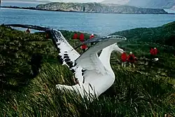 Image 82A wandering albatross (Diomedea exulans) on South Georgia (from Southern Ocean)