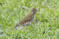 A wood thrush bird.