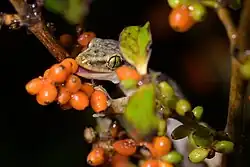 A brown-green gecko sitting on a branch, eating a bright orange berry from a cluster of berries.