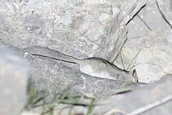 Gray and white dormouse