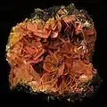 A rich jumble of tabular, reddish-brown wulfenite crystals fills the vug in the geode-like gossan matrix on this specimen