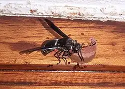 Xenorhynchium nitidulum