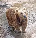 Brown bear