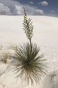 A plant with many narrow, sharply pointed leaves at the base of the plant pointing outwards in every direction to form a rough ball shape. From the center of the plant an inflorescence extends upwards almost twice as tall as the leaves, branching halfway up with many white flowers that hang downward. It is growing in an area of white sand with very little vegetation.