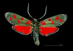 Mounted specimen. Dorsal side