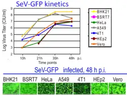The top panel shows one-step kinetics of viral replication in seven cell lines. Cells were infected with SeV-GFP at MOI of 3 CIU/cell (1 h absorption), washed 3 times with PBS, and kept in SFM. The media containing newly generated virions was collected at the indicated time points and viral titrations were performed on Vero cells. The bottom panel shows photographs of seven cell lines infected with SeV-GFP at MOI 3 CIU/cell 48 hours post infection. Fluorescence microscopy images were captured at 10× magnification.