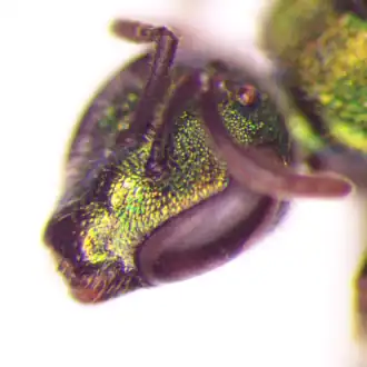 Rounded mandible tip on Augochlorella aurata