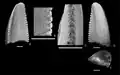 Dromaeosauridae tooth with small denticles along the cutting edge. Scale bars are 1&nbsp;mm.
