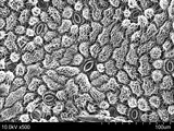 SEM image of stomata on the lower surface of a leaf